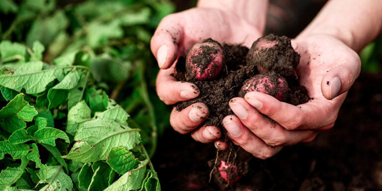 Agro-Ecology: Definitions and Principles